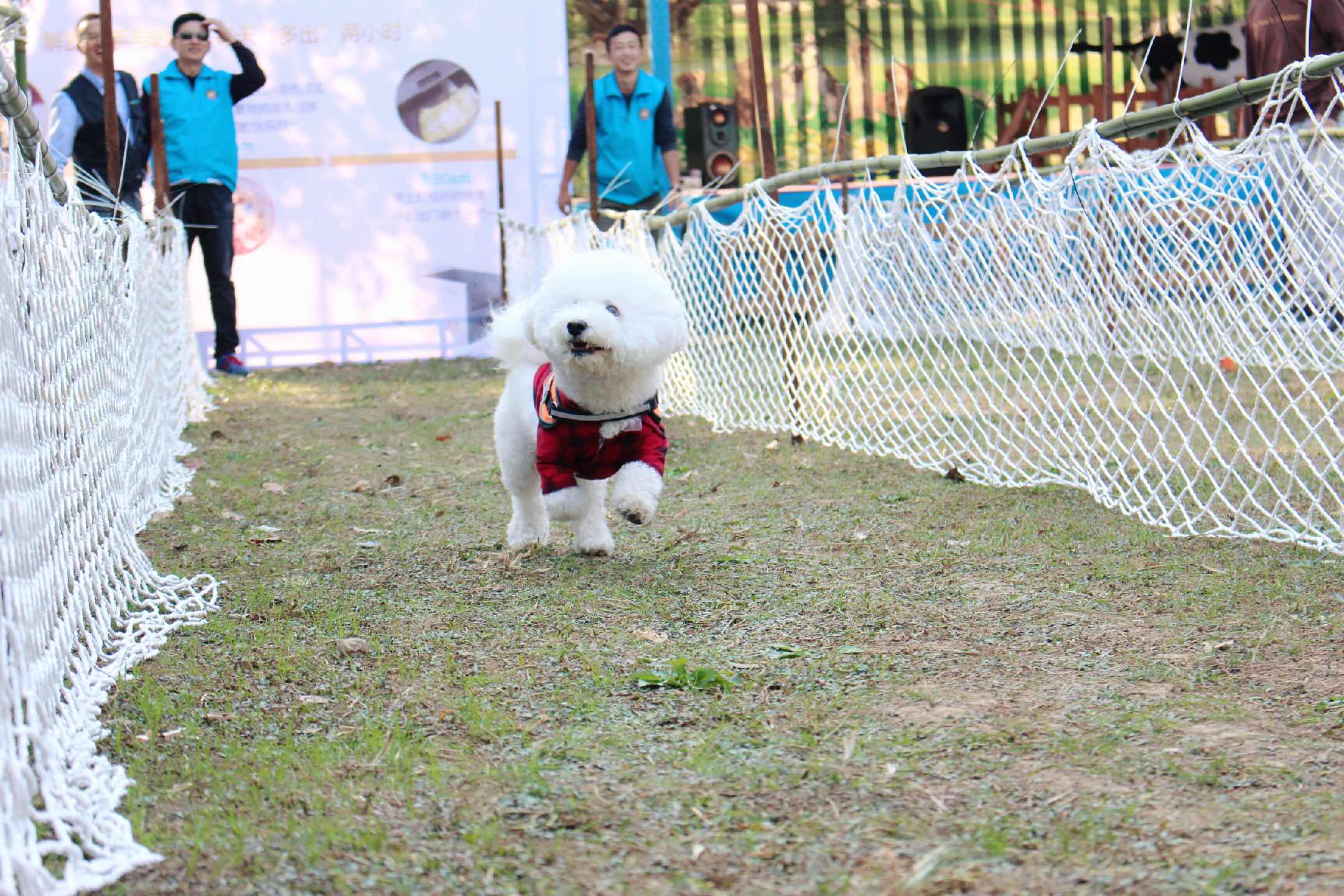 比熊犬比赛,比熊犬比赛，小巷深处的神秘乐园