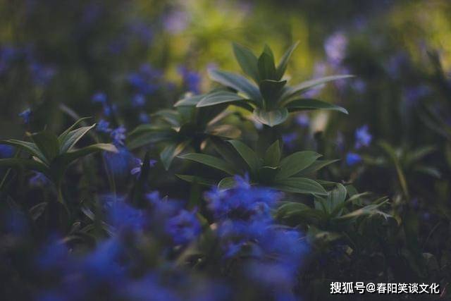 小辣文合集最新章节深度分析与个人立场