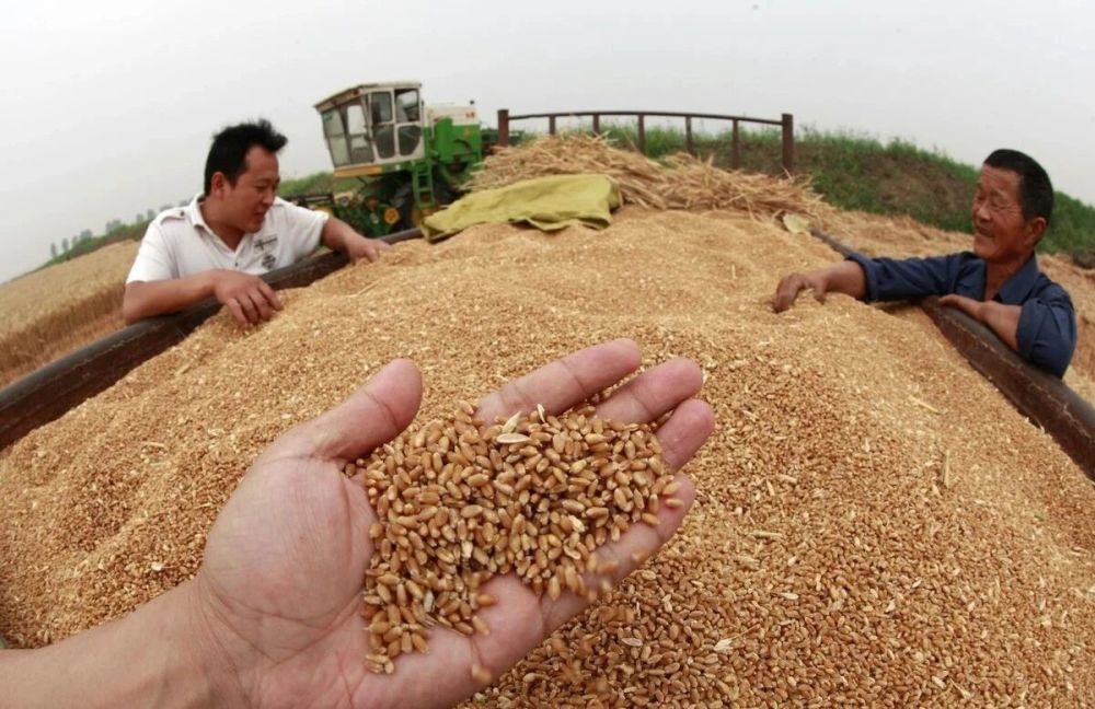 粮食争夺大战，最新进展与温馨瞬间